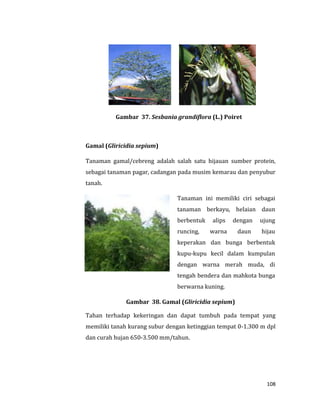108
Gambar 37. Sesbania grandiflora (L.) Poiret
Gamal (Gliricidia sepium)
Tanaman gamal/cebreng adalah salah satu hijauan sumber protein,
sebagai tanaman pagar, cadangan pada musim kemarau dan penyubur
tanah.
Tanaman ini memiliki ciri sebagai
tanaman berkayu, helaian daun
berbentuk alips dengan ujung
runcing, warna daun hijau
keperakan dan bunga berbentuk
kupu-kupu kecil dalam kumpulan
dengan warna merah muda, di
tengah bendera dan mahkota bunga
berwarna kuning.
Gambar 38. Gamal (Gliricidia sepium)
Tahan terhadap kekeringan dan dapat tumbuh pada tempat yang
memiliki tanah kurang subur dengan ketinggian tempat 0-1.300 m dpl
dan curah hujan 650-3.500 mm/tahun.
 