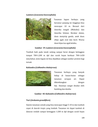 109
Lamtoro (Leucaena leucocephala)
Tanaman legum berkayu yang
berumur panjang ini tingginya bisa
mencapai 10 m. Berasal dari
Amerika tengah (Meksiko) dan
Amerika Selatan. Berakar dalam,
daun menyirip ganda, anak daun
ellips agak oval dan kecil. Warna
daun hijau tua agak kelabu..
Gambar 39. Lamtoro (Leucaena leucocephala)
Tumbuh baik pada tanah sedang sampai berat dengan ketinggian
tempat 700-1.200 m dpl dan curah hujan berkisar 700-1.650
mm/tahun. Jenis legum ini bisa dijadikan sebagai sumber protein bagi
ternak
Kaliandra (Calliandra chalotyrsus)
Tanaman berkayu yang banyak
hidup di hutan-hutan sebagai
tanaman serapan air. Dapat
dikembangkan dengan
biji. Daunnya sangat disukai oleh
kambing dan domba
Gambar 40. Kaliandra (Calliandra chalotyrsus)
Turi (Sesbania grandiflora)
Sejenis tanaman semak yang bisa mencapai tinggi 5-10 m dan tumbuh
cepat di daerah tropis yang lembab. Tanaman ini dapat tumbuh di
dataran rendah sampai ketinggian 1.200 m dpl dengan curah hujan
 