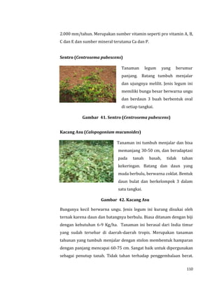 110
2.000 mm/tahun. Merupakan sumber vitamin seperti pro vitamin A, B,
C dan E dan sumber mineral terutama Ca dan P.
Sentro (Centrosema pubescens)
Tanaman legum yang berumur
panjang. Batang tumbuh menjalar
dan ujungnya melilit. Jenis legum ini
memiliki bunga besar berwarna ungu
dan berdaun 3 buah berbentuk oval
di setiap tangkai.
Gambar 41. Sentro (Centrosema pubescens)
Kacang Asu (Calopogonium mucunoides)
Tanaman ini tumbuh menjalar dan bisa
memanjang 30-50 cm, dan beradaptasi
pada tanah basah, tidak tahan
kekeringan. Batang dan daun yang
muda berbulu, berwarna coklat. Bentuk
daun bulat dan berkelompok 3 dalam
satu tangkai.
Gambar 42. Kacang Asu
Bunganya kecil berwarna ungu. Jenis legum ini kurang disukai oleh
ternak karena daun dan batangnya berbulu. Biasa ditanam dengan biji
dengan kebutuhan 6-9 Kg/ha. Tanaman ini berasal dari India timur
yang sudah tersebar di daerah-daerah tropis. Merupakan tanaman
tahunan yang tumbuh menjalar dengan stolon membentuk hamparan
dengan panjang mencapai 60-75 cm. Sangat baik untuk dipergunakan
sebagai penutup tanah. Tidak tahan terhadap penggembalaan berat.
 