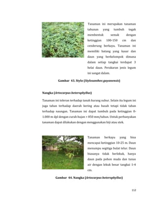 112
Tanaman ini merupakan tanaman
tahunan yang tumbuh tegak
membentuk semak dengan
ketinggian 100-150 cm dan
cenderung berkayu. Tanaman ini
memiliki batang yang kasar dan
daun yang berkelompok dimana
dalam setiap tangkai terdapat 3
helai daun. Perakaran jenis legum
ini sangat dalam.
Gambar 43. Stylo (Stylosanthes guyanensis)
Nangka (Artocarpus heterophyllus)
Tanaman ini toleran terhadap tanah kurang subur. Selain itu legum ini
juga tahan terhadap daerah kering atau basah tetapi tidak tahan
terhadap naungan. Tanaman ini dapat tumbuh pada ketinggian 0-
1.000 m dpl dengan curah hujan > 850 mm/tahun. Untuk perbanyakan
tanaman dapat dilakukan dengan menggunakan biji atau stek.
Tanaman berkayu yang bisa
mencapai ketinggian 10-25 m. Daun
menumpu segitiga bulat telur. Daun
biasanya tidak berlekuk, hanya
daun pada pohon muda dan tunas
air dengan lekuk besar tangkai 1-4
cm.
Gambar 44. Nangka (Artocarpus heterophyllus)
 