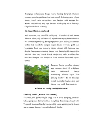 113
Batangnya berkambium dengan warna kuning, bergetah. Buahnya
semu menggantung pada ranting yang pendek dari cabang atau cabang
utama, bentuk telur memanjang, atau bentuk ginjal dengan duri
tempel yang runcing segi tiga, berbau manis yang keras. Daunnya
sangat disukai oleh kambing
Ubi Kayu (Manihot esculenta)
Jenis tanaman yang memiliki umbi yang cukup disukai oleh ternak.
Memiliki daun yang bersekat 5-6 bagian memanjang berwarna hijau
tua kelabu dengan tulang daun yang terlihat jelas. Batang tanaman ini
terdiri dari buku-buku dengan bagian dalam berwarna putih dan
beronggga. Daun dan umbinya sangat disukai oleh kambing dan
domba. Daunnya mengandung sianida yang dalam jumlah banyak bisa
menjadi racun bagi ternak. Untuk mengurangi kadar sianida dalam
daun bisa dengan cara melayukan daun sebelum diberikan kepada
ternak.
Tanaman herba menahun dengan
akar rimpang, tinggi 3-7 m. Helaian
daun membentuk lanset
memanjang, mudah koyak dan
panjang sekitar 1-1.5 m. Biasanya
ternak menyukai bagian daun dan
batang yang sudah dicacah-cacah
Gambar 45. Pisang (Musa paradisiaca)
Kembang Sepatu (Hibiscus rosa sinensis)
Tanaman jenis perdu dengan tinggi 2-4 m. Daun bergerigi, memiliki
tulang yang jelas, berwarna hijau mengkilap dan mengandung lendir.
Termasuk tanaman hias karena memiliki bunga yang menarik dengan
warna merah. Daunnya cukup disukai oleh domba.
 