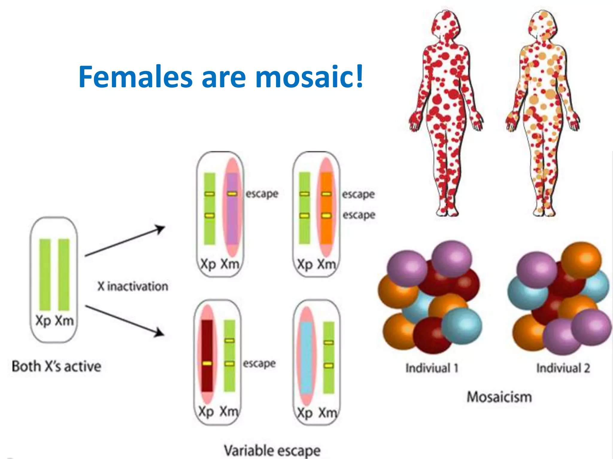 Females are mosaic!
 