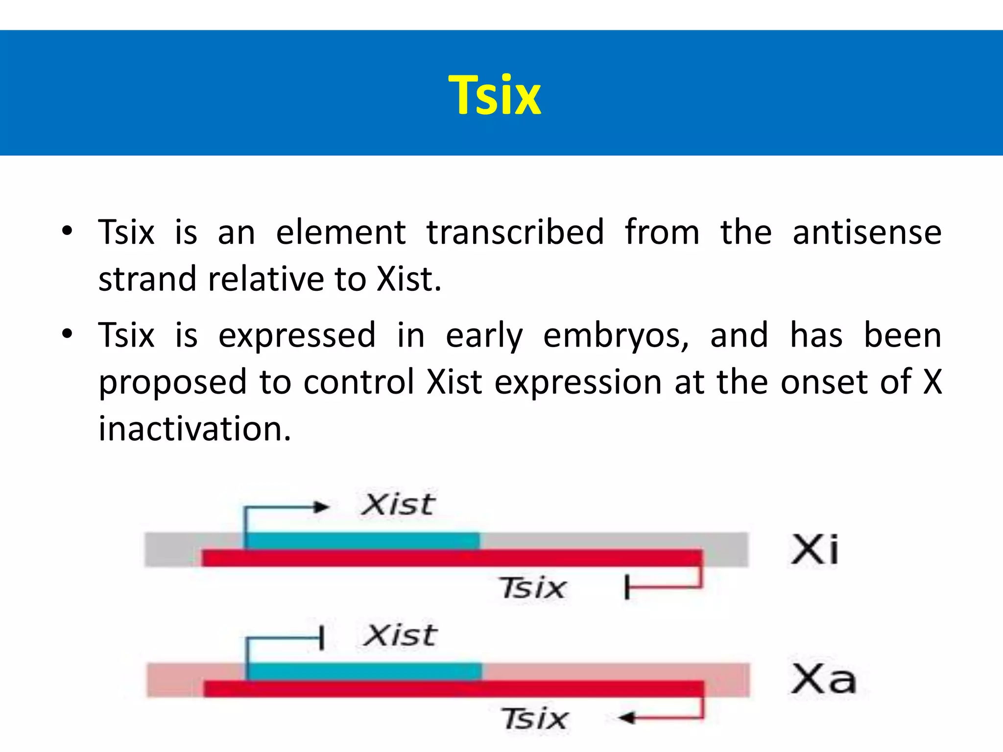 Tsix
• Tsix is an element transcribed from the antisense
strand relative to Xist.
• Tsix is expressed in early embryos, and has been
proposed to control Xist expression at the onset of X
inactivation.
 