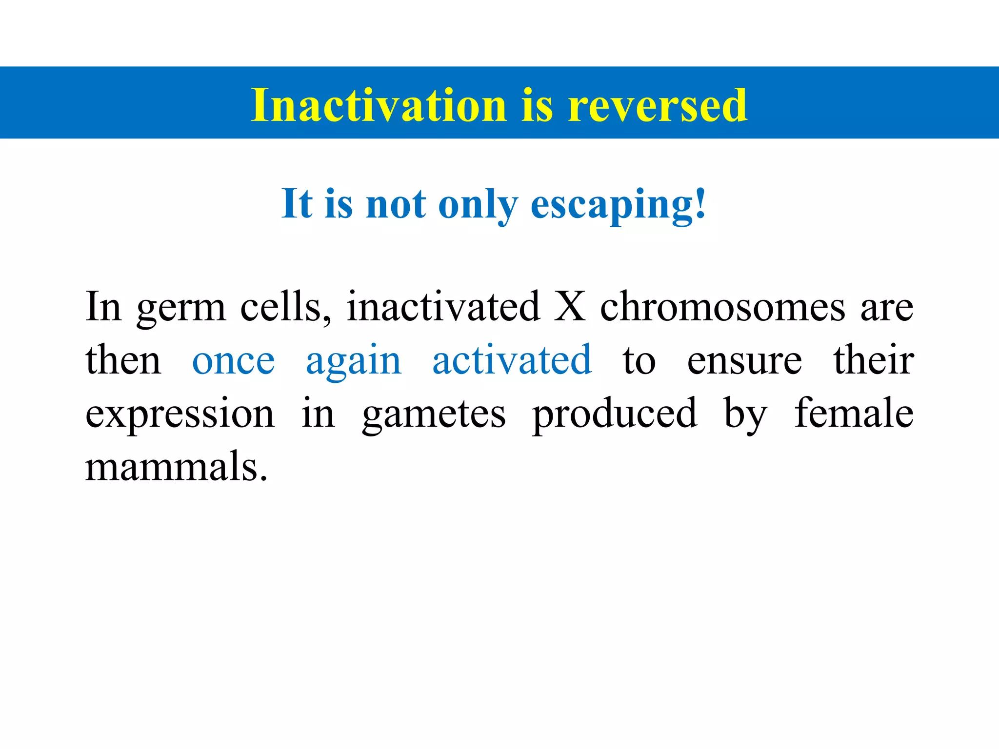 Inactivation is reversed
In germ cells, inactivated X chromosomes are
then once again activated to ensure their
expression in gametes produced by female
mammals.
It is not only escaping!
 