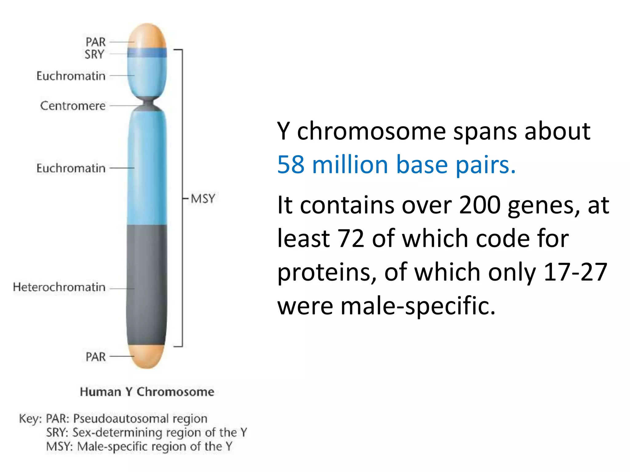 Y chromosome spans about
58 million base pairs.
It contains over 200 genes, at
least 72 of which code for
proteins, of which only 17-27
were male-specific.
 