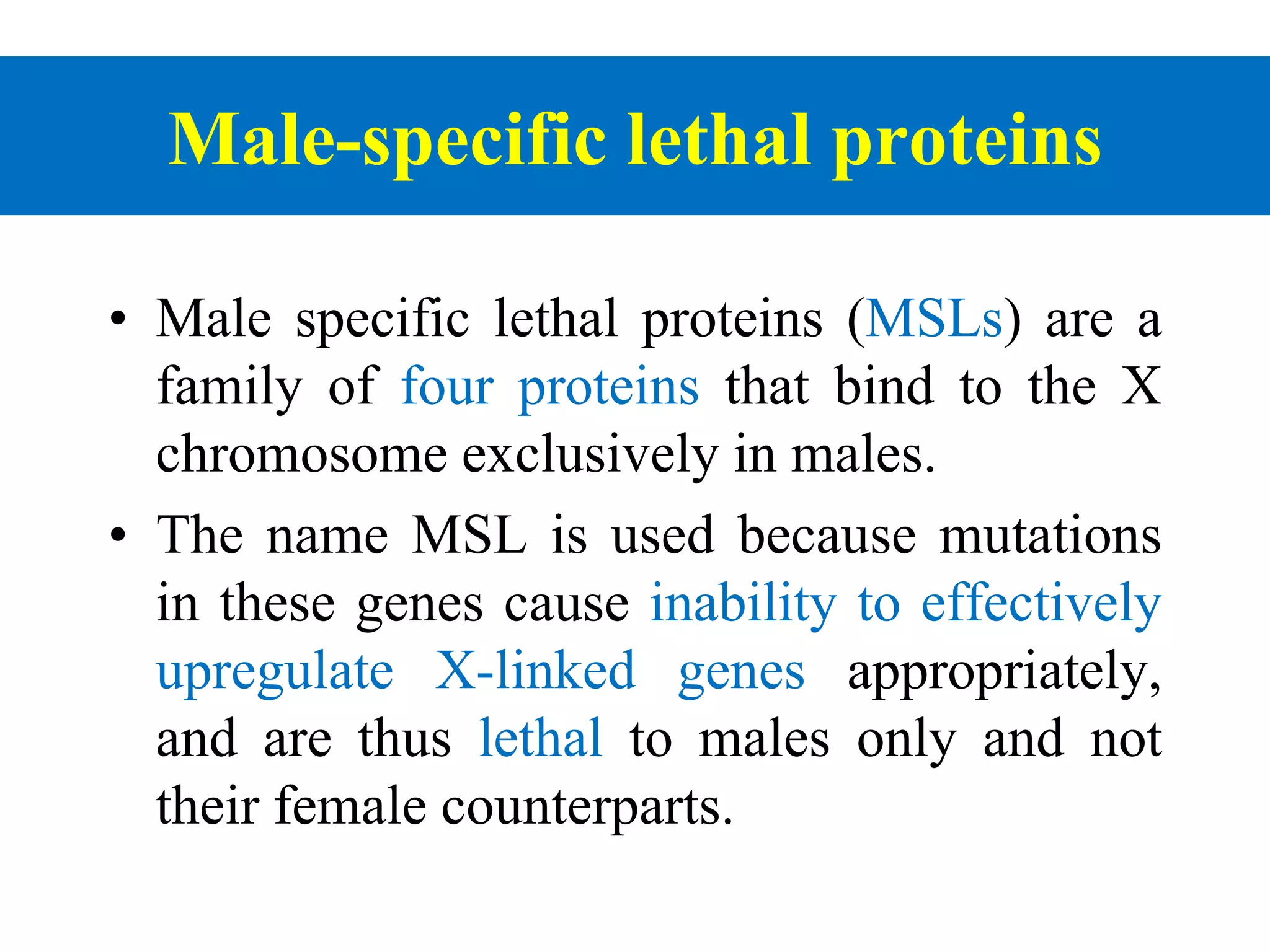 Male-specific lethal proteins
• Male specific lethal proteins (MSLs) are a
family of four proteins that bind to the X
chromosome exclusively in males.
• The name MSL is used because mutations
in these genes cause inability to effectively
upregulate X-linked genes appropriately,
and are thus lethal to males only and not
their female counterparts.
 