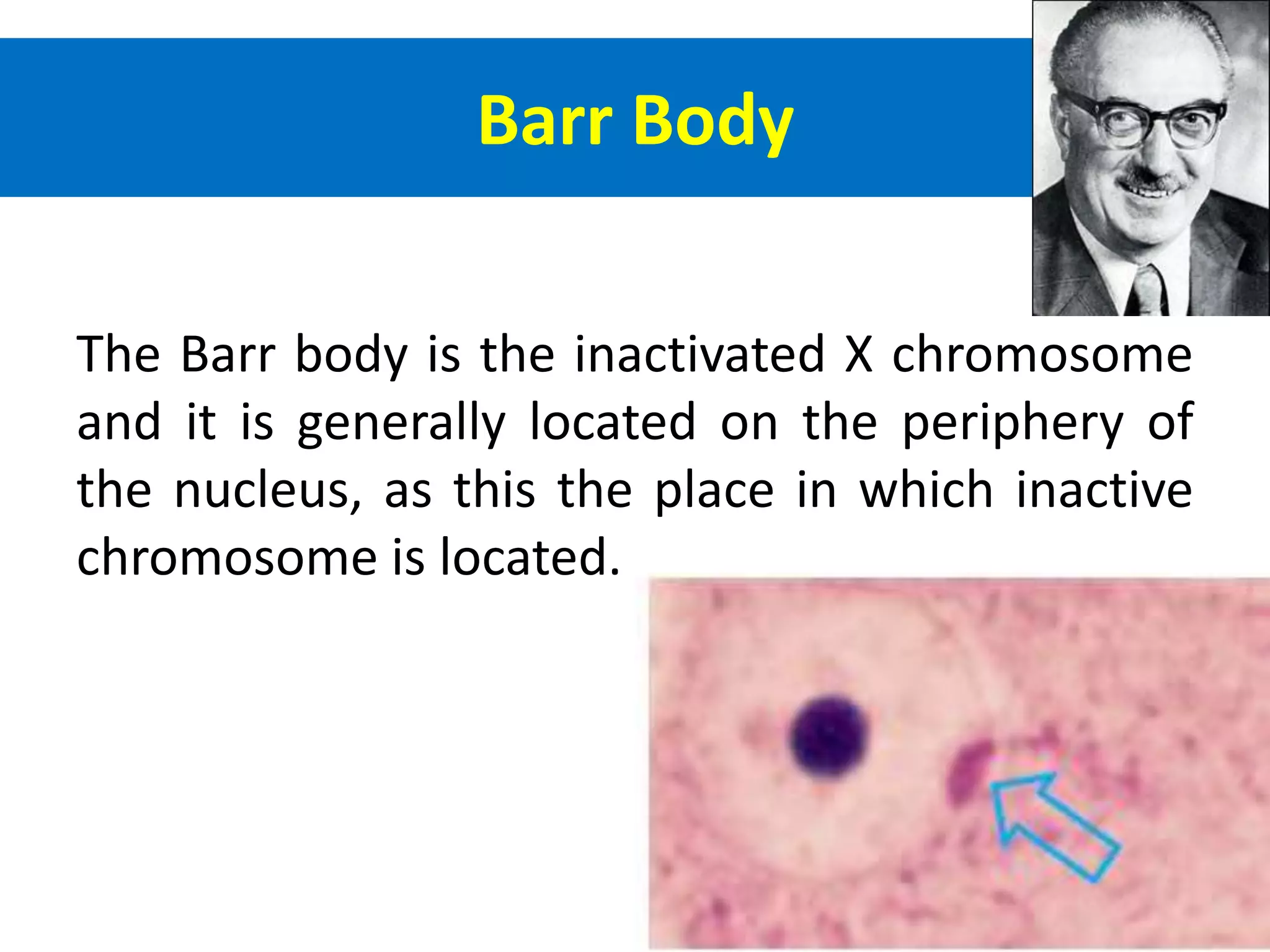 Barr Body
The Barr body is the inactivated X chromosome
and it is generally located on the periphery of
the nucleus, as this the place in which inactive
chromosome is located.
 