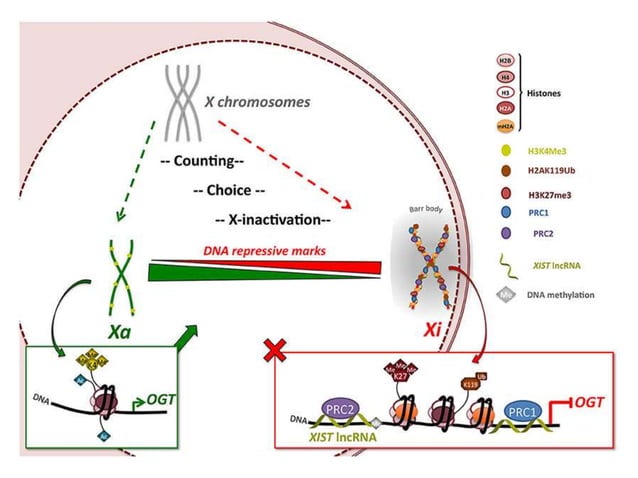 X chromosome Inactivation | PPTX