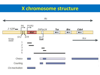 X chromosome Inactivation | PPTX