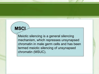 Meiotic silencing is a general silencing
mechanism, which represses unsynapsed
chromatin in male germ cells and has been
termed meiotic silencing of unsynapsed
chromatin (MSUC).

 