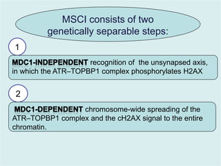 MSCI consists of two
genetically separable steps:
1
recognition of the unsynapsed axis,
in which the ATR–TOPBP1 complex phosphorylates H2AX

2
chromosome-wide spreading of the
ATR–TOPBP1 complex and the cH2AX signal to the entire
chromatin.

 