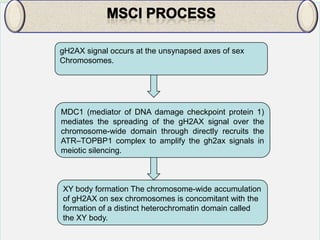gH2AX signal occurs at the unsynapsed axes of sex
Chromosomes.

MDC1 (mediator of DNA damage checkpoint protein 1)
mediates the spreading of the gH2AX signal over the
chromosome-wide domain through directly recruits the
ATR–TOPBP1 complex to amplify the gh2ax signals in
meiotic silencing.

XY body formation The chromosome-wide accumulation
of gH2AX on sex chromosomes is concomitant with the
formation of a distinct heterochromatin domain called
the XY body.

 
