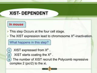 In mouse
 This step Occurs at the four cell stage.
 The XIST expression lead to chromosome XP-inactivation.
What happens in this step?
XIST expressed from XP .
XIST starts coating the XP .
2
3 The number of XIST recruit the Polycomb repressive
complex 2 (pcr2) to the xi.
1

 