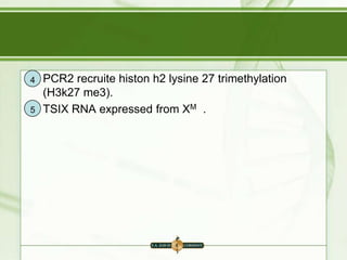 4

5

PCR2 recruite histon h2 lysine 27 trimethylation
(H3k27 me3).
TSIX RNA expressed from XM .

 