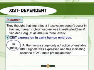 In human

They thought that imprinted x-inactivation doesn‟t occur in
human, human x chromosome was investigated(Ilse M.
van den Berg.,et al 2009) in three levels:
1
.
In
At the morula stage only a fraction of unstable
male XIST signals was expressed and this indicating
absence of XCI male preimplantation.

 