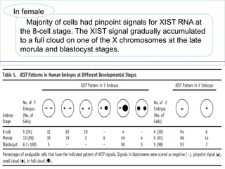 In female
Majority of cells had pinpoint signals for XIST RNA at
the 8-cell stage. The XIST signal gradually accumulated
to a full cloud on one of the X chromosomes at the late
morula and blastocyst stages.

 