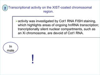 Transcriptional activity on the XIST-coated chromosomal
region.
activity was investigated by Cot1 RNA FISH staining,
which highlights areas of ongoing hnRNA transcription;
trancriptionally silent nuclear compartments, such as
an Xi chromosome, are devoid of Cot1 RNA.

In
male

!

 