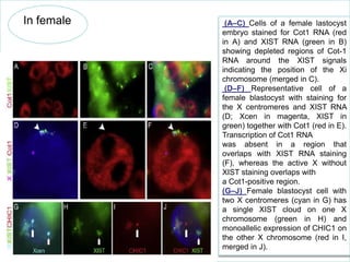 In female

(A–C) Cells of a female lastocyst
embryo stained for Cot1 RNA (red
in A) and XIST RNA (green in B)
showing depleted regions of Cot-1
RNA around the XIST signals
indicating the position of the Xi
chromosome (merged in C).
(D–F) Representative cell of a
female blastocyst with staining for
the X centromeres and XIST RNA
(D; Xcen in magenta, XIST in
green) together with Cot1 (red in E).
Transcription of Cot1 RNA
was absent in a region that
overlaps with XIST RNA staining
(F), whereas the active X without
XIST staining overlaps with
a Cot1-positive region.
(G–J) Female blastocyst cell with
two X centromeres (cyan in G) has
a single XIST cloud on one X
chromosome (green in H) and
monoallelic expression of CHIC1 on
the other X chromosome (red in I,
merged in J).

 