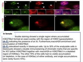 In female
double staining showed a single region where accumulated
H3K27Me3 formed an exact overlay with the region of H3K9 hypoacetylation.
(A–C) indicating the presence of an Xi. Furthermore,macroH2A enrichment and
accumulation of H3K27Me3
(D–F) colocalized exactly in blastocyst cells. Up to 30% of the analyzable cells in
blastocysts showed a double immunostaining of chromatin marks that are specific
for XCI (either H3K27Me3 together with macroH2A or H3K27Me3 in a depleted
region of H3K9ac). The other 70% of the cells had no visible accumulation
(or depletion, in the case of H3K9ac) of either antibody, and single accumulations
were rarely found (<5%).

 