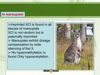 In marsupials
Imprinted XCI is found in all
tissues of marsupials
XCI is not random but is
paternally imprinted
.Marsupials exhibit dosage
compensation by wide
silencing of the X.
 No hypermethylation is
found Only hypoacetylation.

 