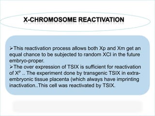 This reactivation process allows both Xp and Xm get an
equal chance to be subjected to random XCI in the future
embryo-proper.
The over expression of TSIX is sufficient for reactivation
of XP .. The experiment done by transgenic TSIX in extraembryonic tissue placenta (which always have imprinting
inactivation..This cell was reactivated by TSIX.

 