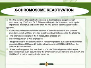  The first instance of X-reactivation occurs at the blastocyst stage between
embryonic day (E)3.5 and E4.5. This coincides with the time when blastocysts
implant into the uterus and shortly after the first distinct cell lineages become
apparent.
 X-chromosome reactivation doesn‟t occur in the trophectoderm and primitive
endoderm, which will later give rise to extra-embryonic tissues like the placenta.
 The characteristic signs of the X-reactivation process are
 the downregulation of Xist expression.
 disappearance of the accumulation of Polycomb proteins Ezh2 and Eed and their
associated histon H3 lysine 27 di/tri-methylation mark (H3K27me2/3) from the
paternal X-chromosome.
 A new study suggests that reactivation of some X-linked genes and of repeat
sequences might even occur before the chromosome-wide removal of Xist RNA and
H3K27me3 from the inactive X-chromosome.

 