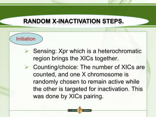 Initiation

 Sensing: Xpr which is a heterochromatic
region brings the XICs together.
 Counting/choice: The number of XICs are
counted, and one X chromosome is
randomly chosen to remain active while
the other is targeted for inactivation. This
was done by XICs pairing.

 