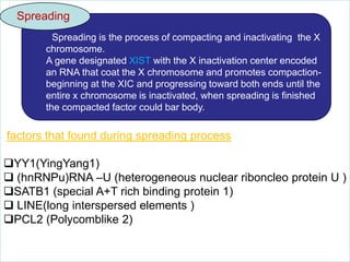 Spreading
Spreading is the process of compacting and inactivating the X
chromosome.
A gene designated XIST with the X inactivation center encoded
an RNA that coat the X chromosome and promotes compactionbeginning at the XIC and progressing toward both ends until the
entire x chromosome is inactivated, when spreading is finished
the compacted factor could bar body.

factors that found during spreading process
YY1(YingYang1)
 (hnRNPu)RNA –U (heterogeneous nuclear riboncleo protein U )
SATB1 (special A+T rich binding protein 1)
 LINE(long interspersed elements )
PCL2 (Polycomblike 2)

 