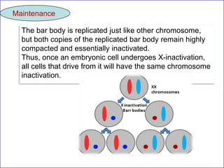 Maintenance
The bar body is replicated just like other chromosome,
but both copies of the replicated bar body remain highly
compacted and essentially inactivated.
Thus, once an embryonic cell undergoes X-inactivation,
all cells that drive from it will have the same chromosome
inactivation.

 