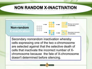 Secondary
Non-random
X-inactivation
Secondary nonrandom inactivation whereby
cells expressing one of the two x-chromosome
are selected against that the selective death of
cells that inactivate the incorrect number of Xchromosome because the fate of X-chromosome
doesn't determined before silencing.

 