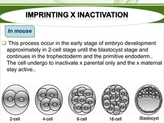 In mouse
 This process occur in the early stage of embryo development
approximately in 2-cell stage until the blastocyst stage and
continues in the trophectoderm and the primitive endoderm..
The cell undergo to inactivate x parental only and the x maternal
stay active..

 