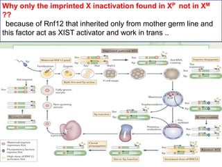 Why only the imprinted X inactivation found in XP not in XM
??
because of Rnf12 that inherited only from mother germ line and
this factor act as XIST activator and work in trans ..

 