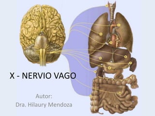 X - NERVIO VAGO
Autor:
Dra. Hilaury Mendoza
 