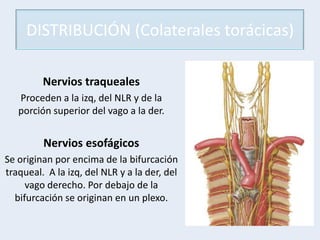 Nervios traqueales
Proceden a la izq, del NLR y de la
porción superior del vago a la der.
Nervios esofágicos
Se originan por encima de la bifurcación
traqueal. A la izq, del NLR y a la der, del
vago derecho. Por debajo de la
bifurcación se originan en un plexo.
DISTRIBUCIÓN (Colaterales torácicas)
 
