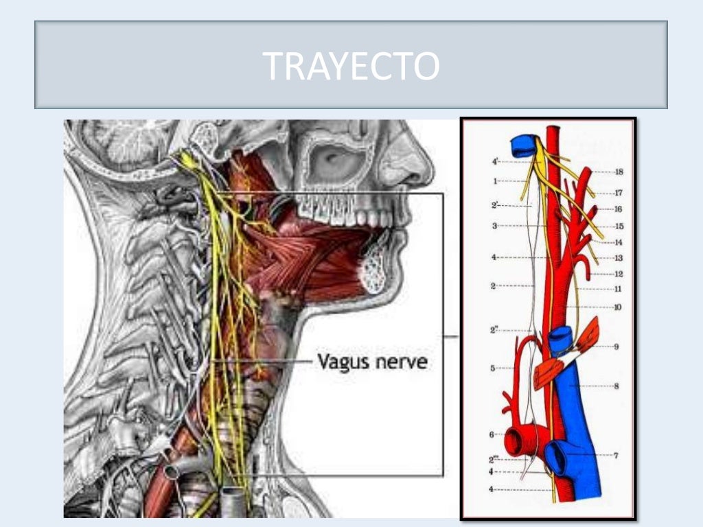 X Par Craneal Nervio Vago