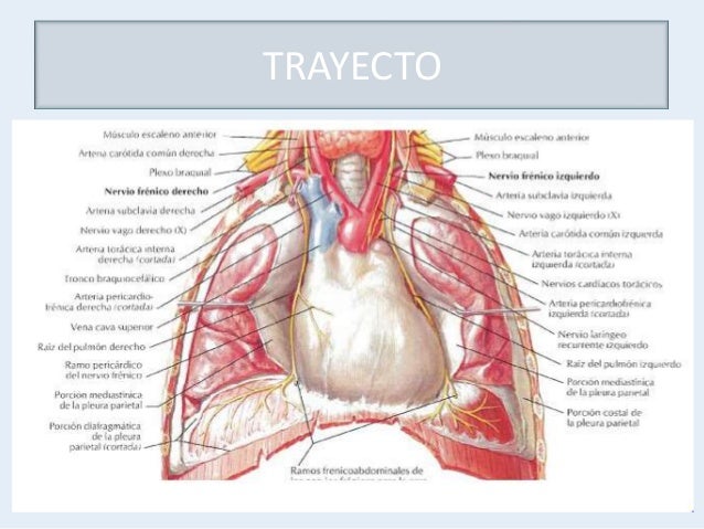 Resultado de imagen para nervio vago torax