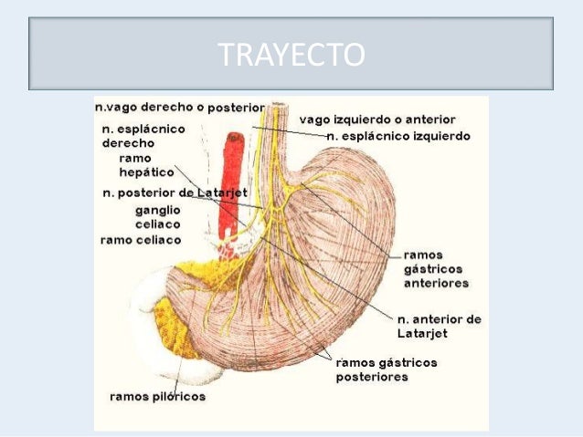 Resultado de imagen para nervio vago abdomen