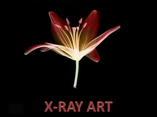 X-RAY ART 