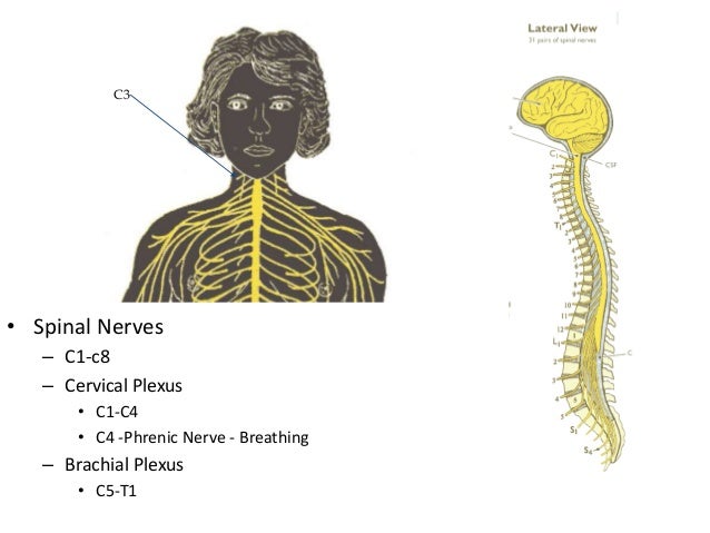 x ray c spine