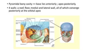 • Pyramidal bony cavity => base lies anteriorly ; apex posteriorly.
• 4 walls: a roof, floor, medial and lateral wall, all of which converge
posteriorly at the orbital apex
 