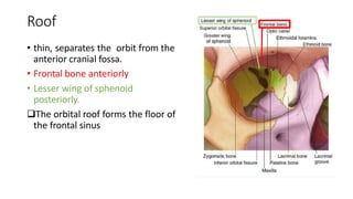 Roof
• thin, separates the orbit from the
anterior cranial fossa.
• Frontal bone anteriorly
• Lesser wing of sphenoid
posteriorly.
The orbital roof forms the floor of
the frontal sinus
 