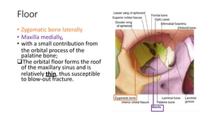 Floor
• Zygomatic bone laterally
• Maxilla medially,
• with a small contribution from
the orbital process of the
palatine bone;
The orbital floor forms the roof
of the maxillary sinus and is
relatively thin, thus susceptible
to blow-out fracture.
 
