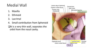 Medial Wall
1. Maxilla
2. Ethmoid
3. Lacrimal
4. Small contribution from Sphenoid
It is a very thin wall, separates the
orbit from the nasal cavity.
 