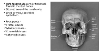 • Para nasal sinuses are air filled sacs
found in the skull bones
• Situated around the nasal cavity.
• Lined by mucus secreting
epithelium.
• Four groups -
Frontal sinuses
Maxillary sinuses
Ethmoidal sinuses
Sphenoid sinuses
 