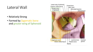 Lateral Wall
• Relatively Strong
• Formed by Zygomatic bone
and greater wing of Sphenoid
 