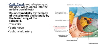 • Optic Canal - round opening at
the apex which opens into the
middle cranial fossa
• Bounded medially by the body
of the sphenoid and laterally by
the lesser wing of the
sphenoid.
• Transmits
optic nerve
ophthalmic artery
 