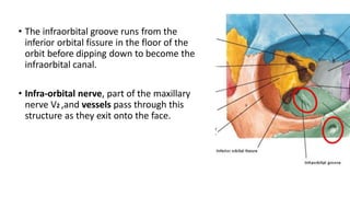 • The infraorbital groove runs from the
inferior orbital fissure in the floor of the
orbit before dipping down to become the
infraorbital canal.
• Infra-orbital nerve, part of the maxillary
nerve V2 ,and vessels pass through this
structure as they exit onto the face.
 