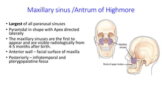 Maxillary sinus /Antrum of Highmore
• Largest of all paranasal sinuses
• Pyramidal in shape with Apex directed
laterally
• The maxillary sinuses are the first to
appear and are visible radiologically from
4-5 months after birth.
• Anterior wall – facial surface of maxilla
• Posteriorly – infratemporal and
pterygopalatine fossa
 