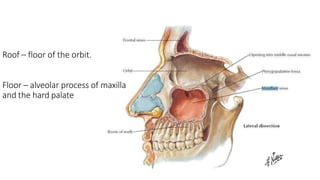 Roof – floor of the orbit.
Floor – alveolar process of maxilla
and the hard palate
 