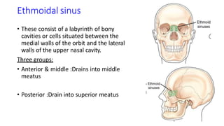 Ethmoidal sinus
• These consist of a labyrinth of bony
cavities or cells situated between the
medial walls of the orbit and the lateral
walls of the upper nasal cavity.
Three groups:
• Anterior & middle :Drains into middle
meatus
• Posterior :Drain into superior meatus
 